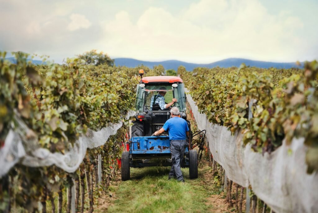 Rear view of tractor with farmers in vineyard, grape harvest concept